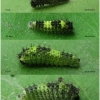 iph podalirius larva1 volg